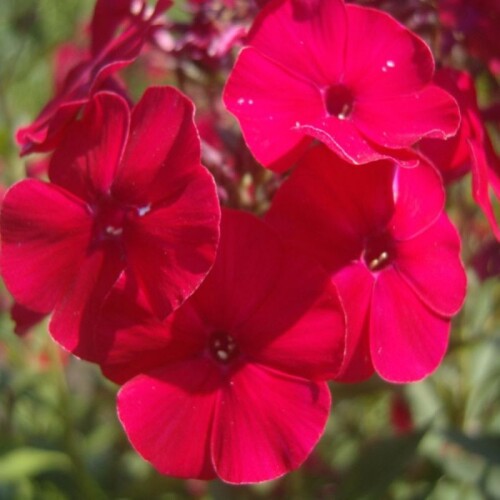 FLOKS-LYBIMET-GAGANOVA-1.5d49b41c9b2b40c0a.jpg