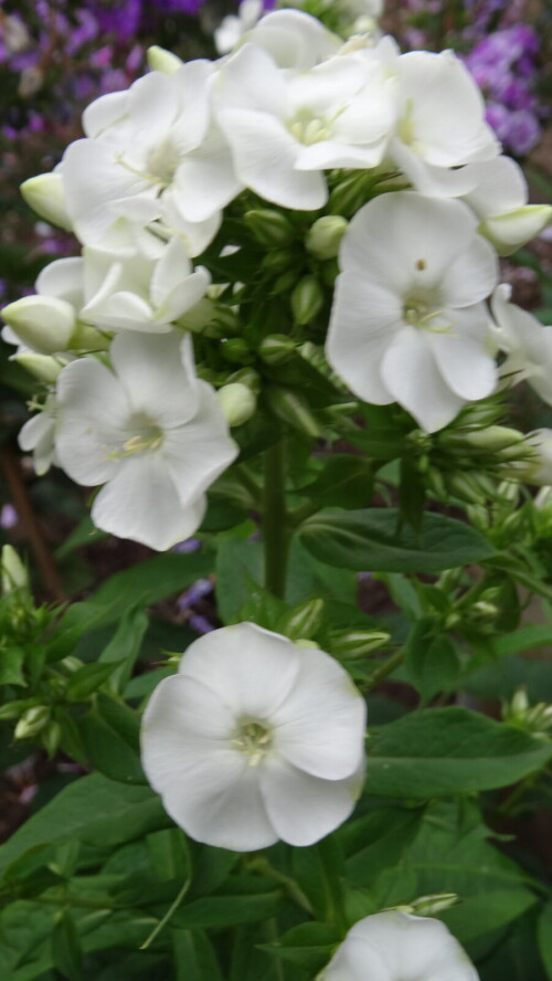 FLOKS-ZELENAY-BUSINKA-1bfbdc0c2c800925b.jpg
