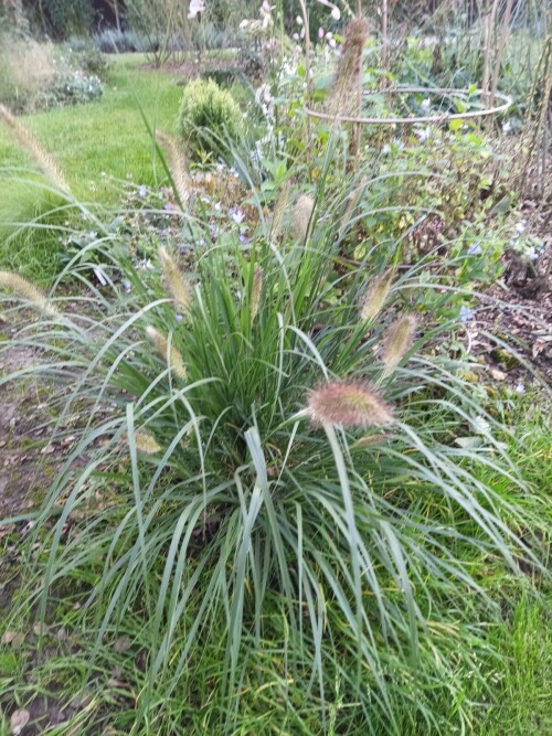 PENNISETUM-Hameln2efec438f1323d98.jpg
