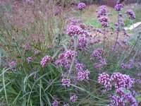 VERBENA-156515a7e857fadd7.jpg