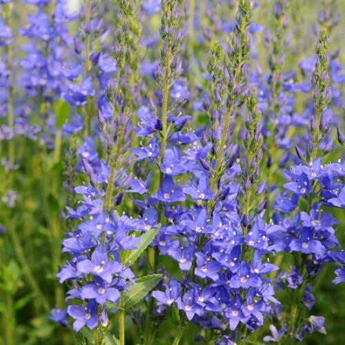 VERONIKA-AVSTRIISKAY-Knallblau-1.158ec429cdca3e586.jpg