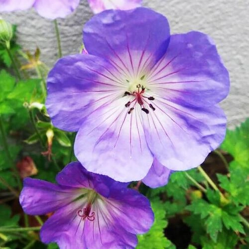 GERAN-GIBR.-Azure-Rush-272f898ef425ef3e9.webp