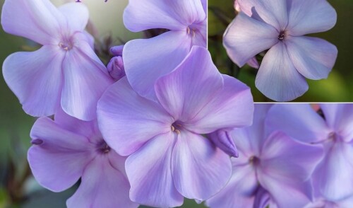 FLOKS-Lilac-Time-1.501102019b9a58062.jpg