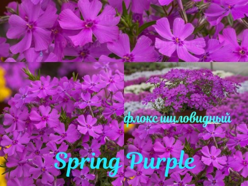 FLOKS-SILOVIDNYI-Spring-Purple-1.15b5b0c26edf33d2c.jpg