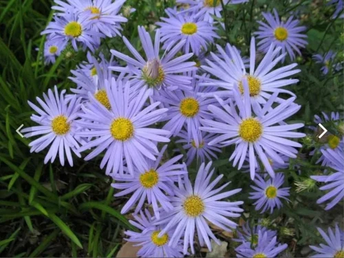 KALIMERIS-Blue-Star-1.172dbf5a5f1a82833.webp