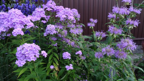 FLOKS-Hesperis-1c316ec114ff4ecda.jpg