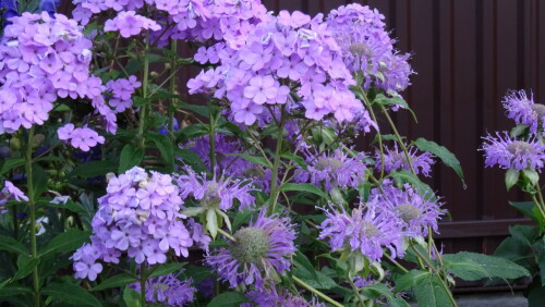 FLOKS-Hesperis-2ae5964fb7c9d1add.jpg