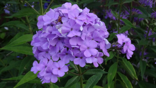 FLOKS-Hesperis-3e132c54fb51da2fc.jpg