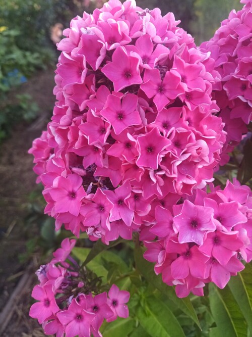 FLOKS-MARINA-ROSA-4-1540b3df63f014ada.jpg