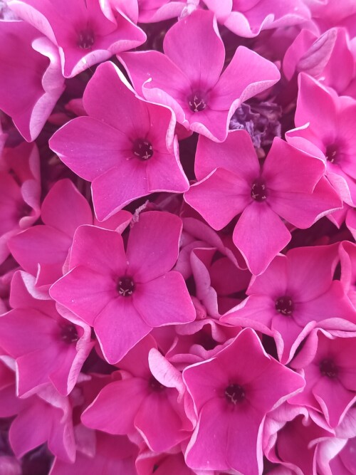 FLOKS-MARINA-ROSA-4-258c1b88df858720e.jpg