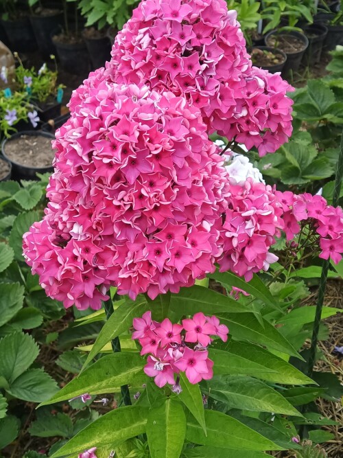 FLOKS-MARINA-ROSA-4-31c4c888c18450774.jpg