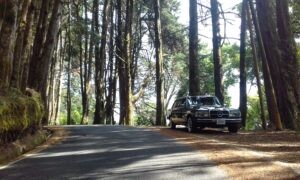 COSTA-RICA-PINE-FOREST.-MERCEDES-CLASSIC-LIMOUSINE-ADVENTURES925a454c1d314af8.jpg