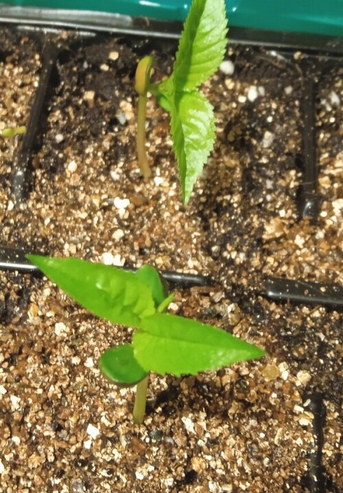 wild cherry 13 feb