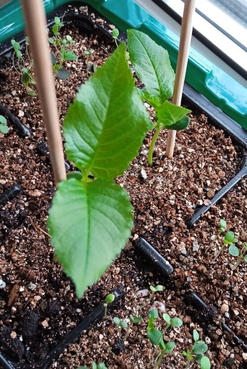 cherry 17 feb