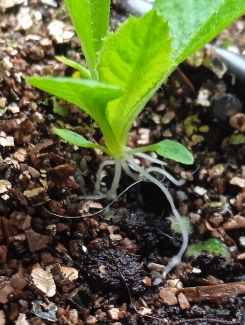 dental-primula-20-Feb-rootc022863c80c5e6b1.jpg