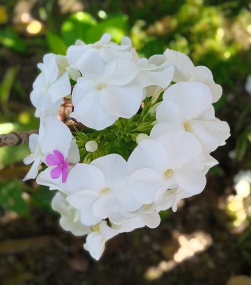 Hesperis-9-sepd3c2113f8e079870.jpg