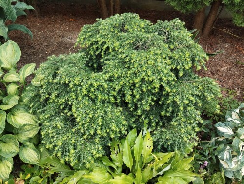 тсуга Gracilis