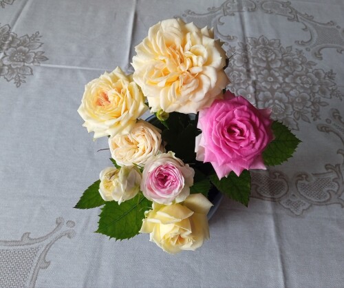 2025 new roses