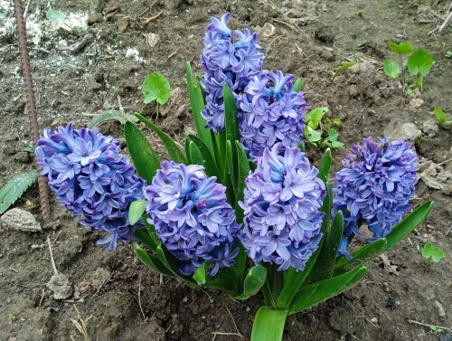 Blue Jacket 2 may 2024