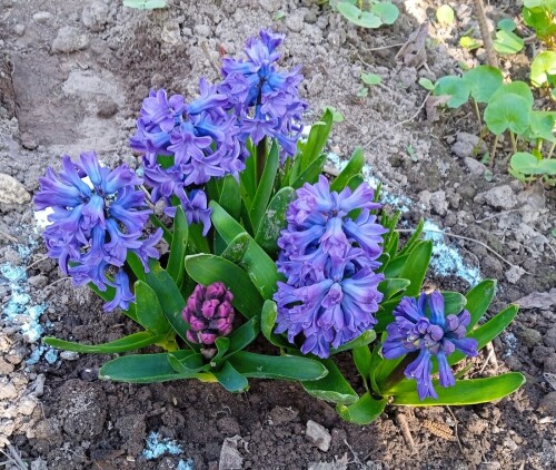 blue jacket 24 apr