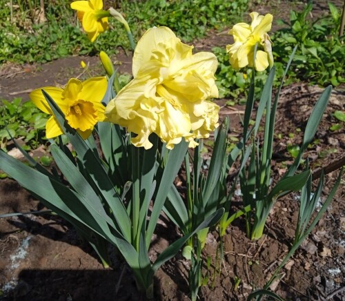 Sunny-27-apr3cf1d0ddd8da025e.jpg