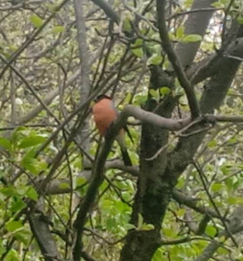orange-bird-3-may2355f56e8f553cfa.jpg