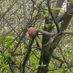 orange-bird-3-may2355f56e8f553cfa