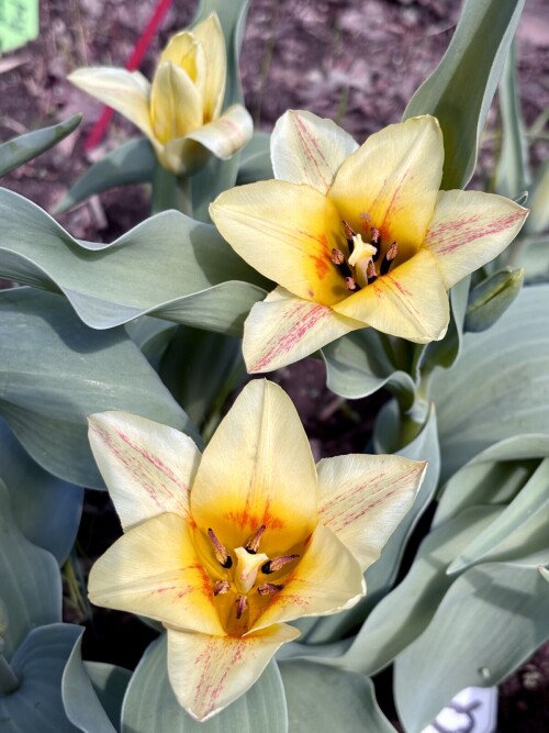 Tulipa greigii Quebec