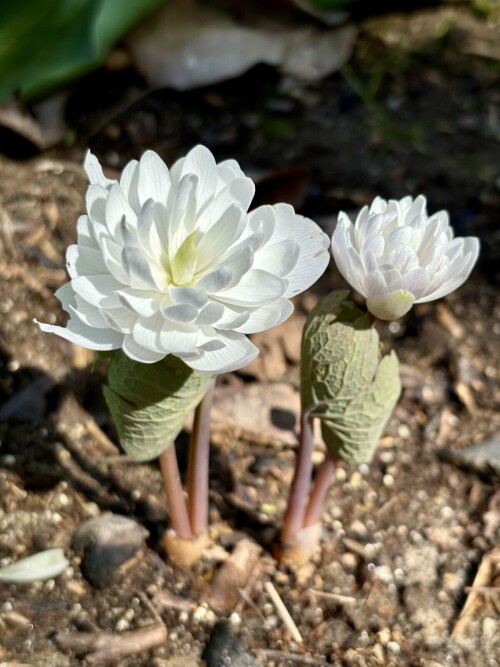 Sanguinaria canadensis Flore Pleno