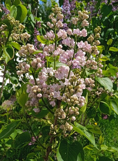 SKROMNITA-5-MAY-2025781ab93be160f484.jpg