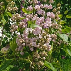 SKROMNITA-5-MAY-2025781ab93be160f484