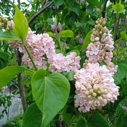 SKROMNITA-MAI-2022ad30a924867ffe9b