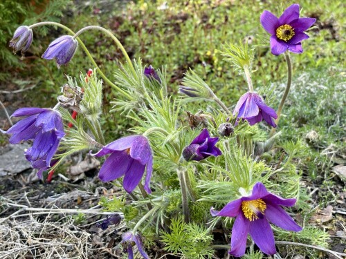 Pulsatilla vulgaris Bells Violet