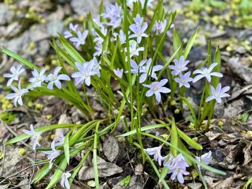 Chionodoxa forbesii