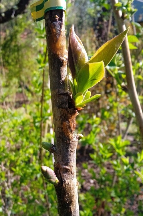 lilac-budding-4-may0b1dcf4b3af38a0a.jpg