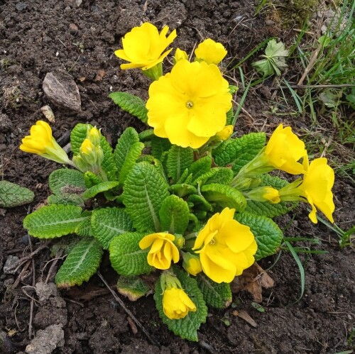 yellow-primula-8-may12ab2afc89534253.jpg