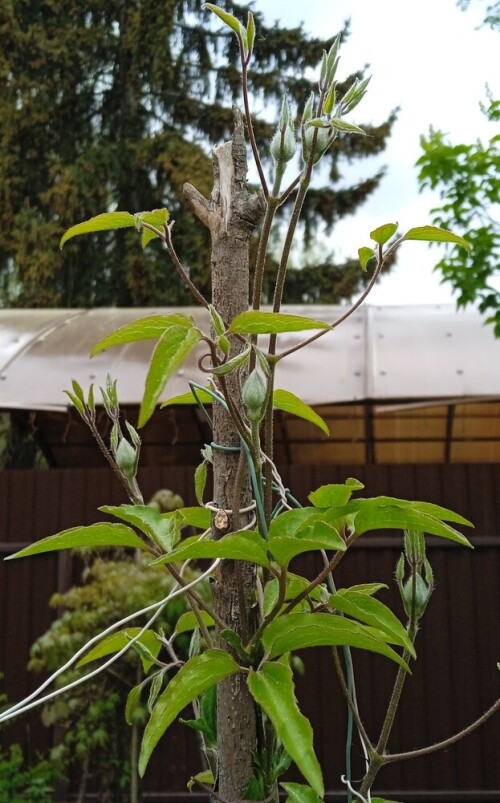 Clem-seedling-9-maye18cfb89d5476e71.jpg