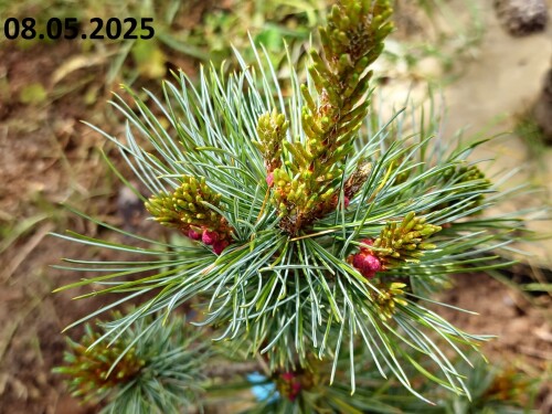 20250508_STLANNIK0cb3b88b7a1d93e2.jpg