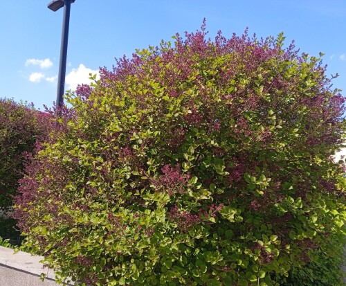 lilac-Palibin-16-mec40a96f480bd76a.jpg
