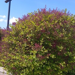 lilac-Palibin-16-mec40a96f480bd76a