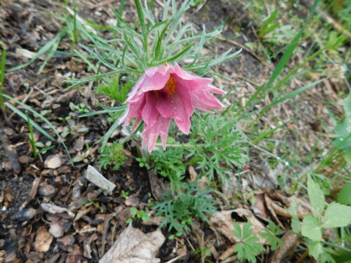 DSCN9263