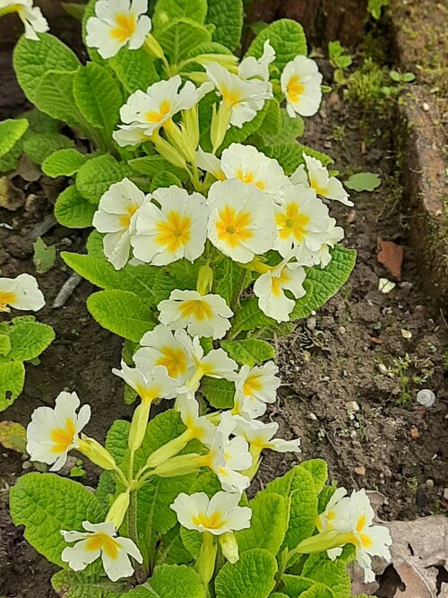 PRIMULA-BELAY-NA-NOZKE43cbdcd4b7967bab.jpg