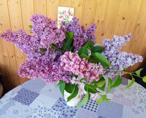 all-lilac-20251f46a4450a34abbd.jpg