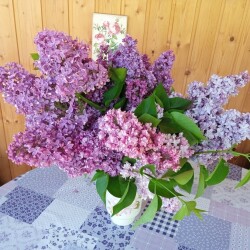 all-lilac-20251f46a4450a34abbd