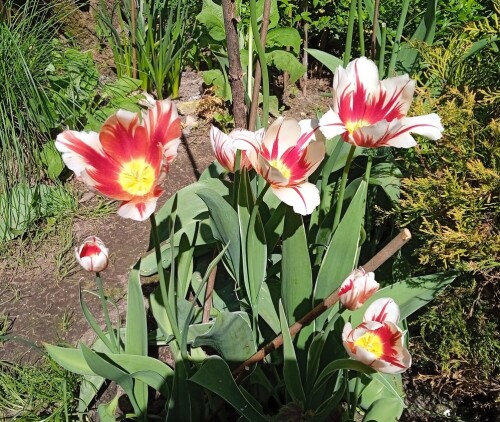 art tulips 26 may