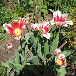 art-tulips-26-may521fd6e9e1ecee7a