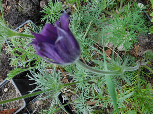 DSCN9386