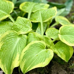 IMG_8623d7b0c78cdc916a67