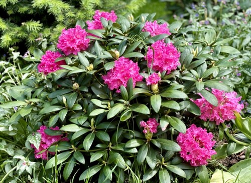 Rhododendron yak. Helgoland 2025