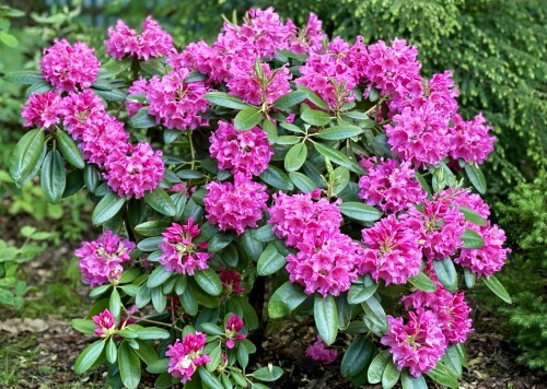 Rhododendron Haaga 2025